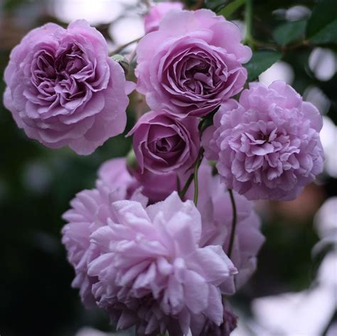 purple climbing rose