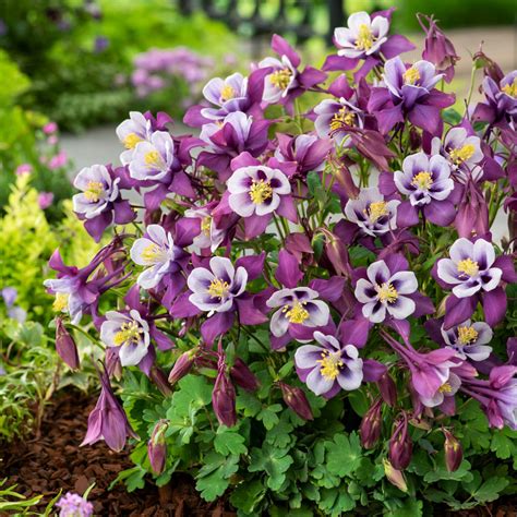 purple columbine