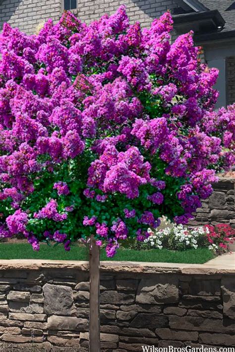 purple crape myrtle