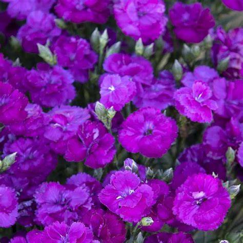 purple dianthus