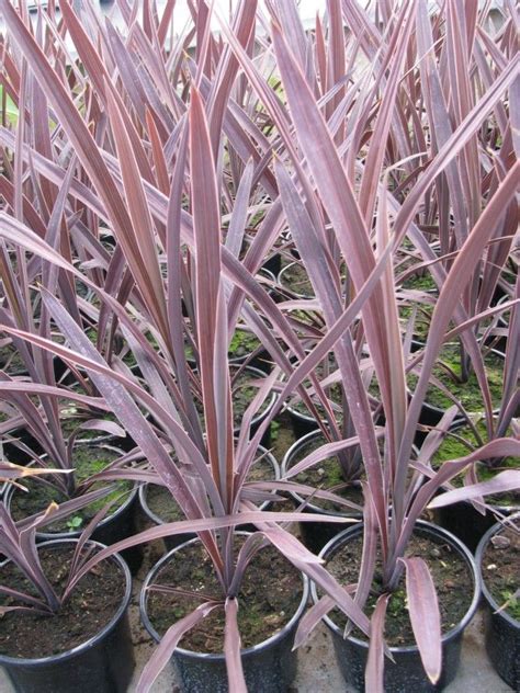 purple dracaena