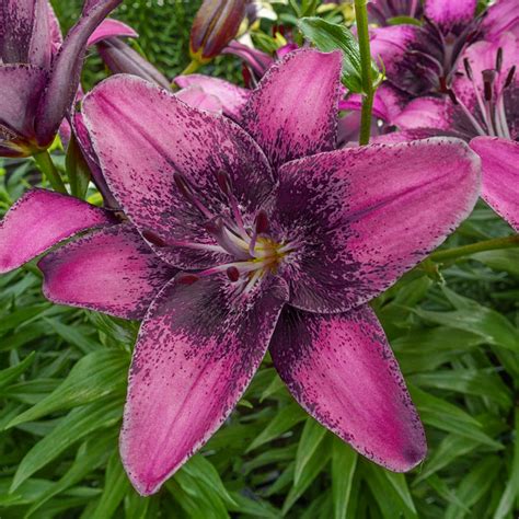 purple dream lily