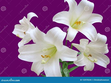 purple easter lilies