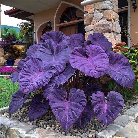 purple elephant ear