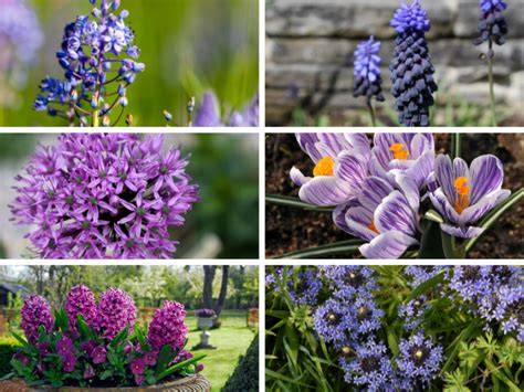 purple flower bulbs