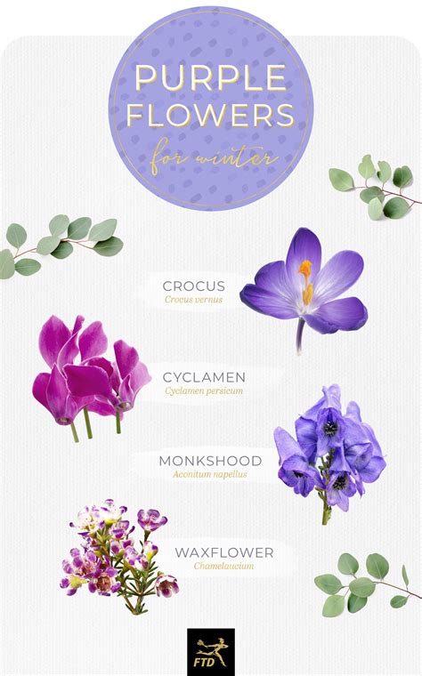 Purple Flowers Symbolism