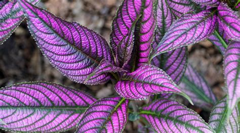 purple foliage plants