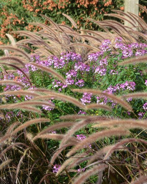 purple fountain grass companion plants