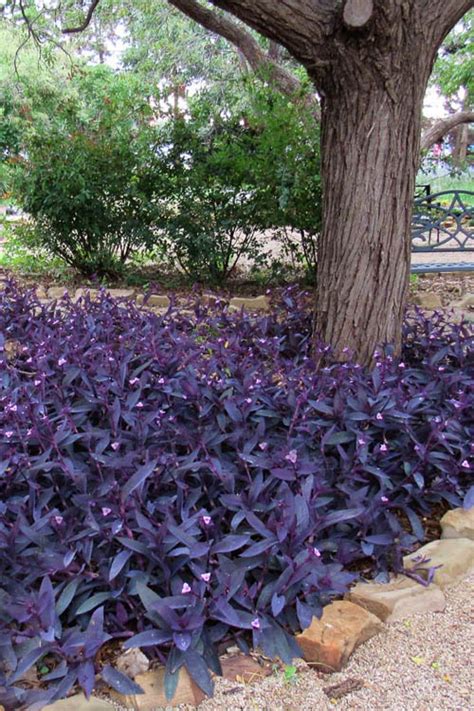 purple heart companion plants