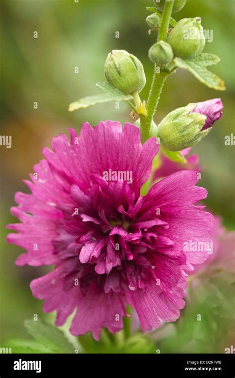 purple hollyhock