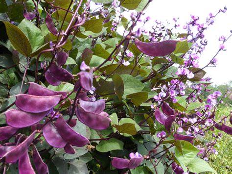 purple hyacinth bean plant