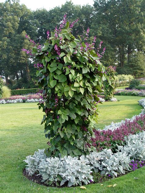 purple hyacinth bean plant