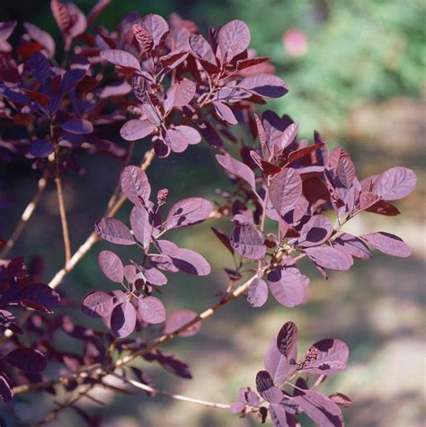 purple leaf bush