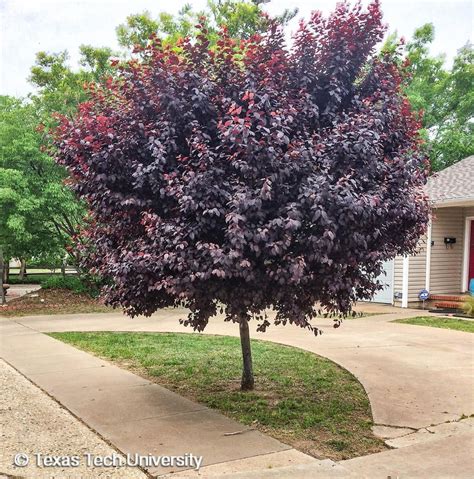 purple leaf evergreen tree