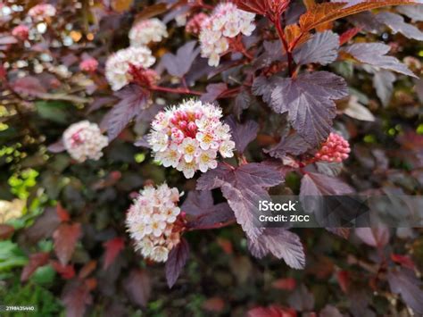 purple leaved ninebark