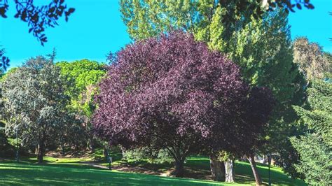 purple leaved trees