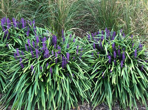 purple liriope