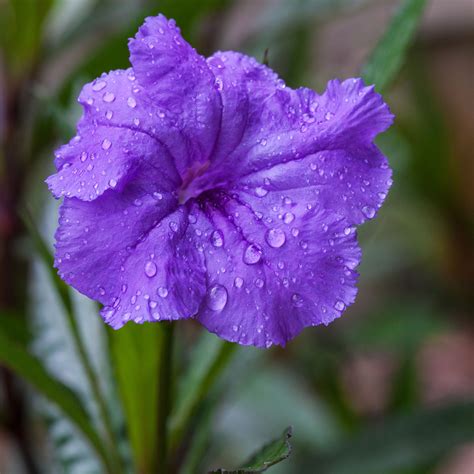 purple mexican petunia