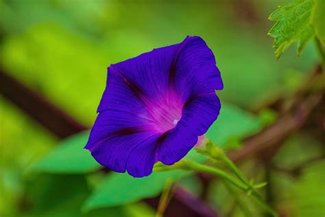 purple moonflower