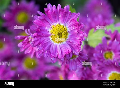 purple mum