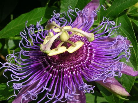 purple passion fruit flower