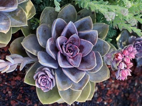 purple pearl succulent