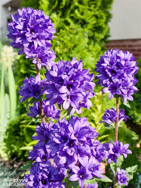 purple perennial flowers