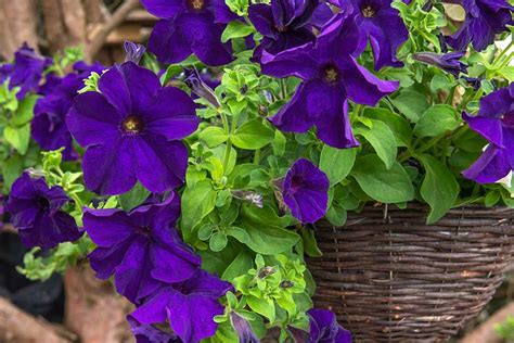 purple petunia