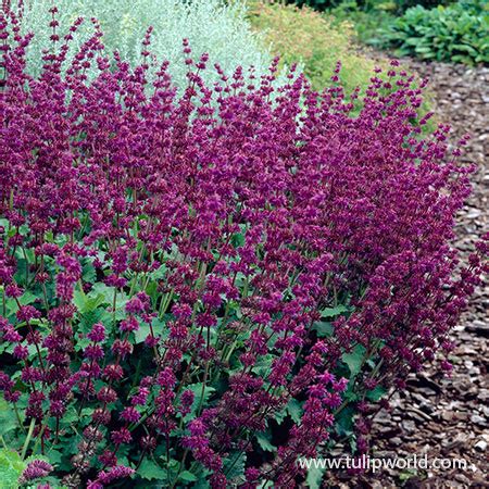 purple rain sage