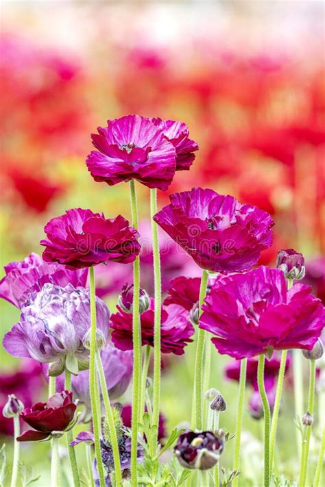 purple ranunculus flowers