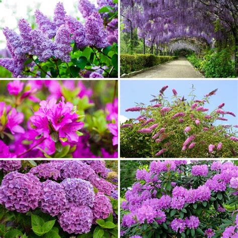 purple shrubs