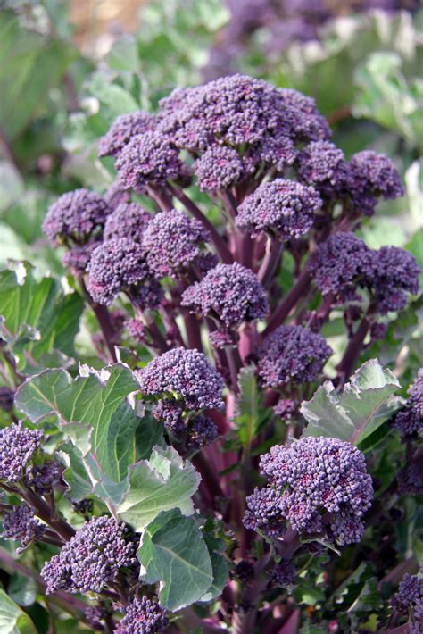 purple sprouting broccoli companion plants