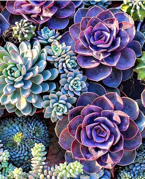 purple succulent flower