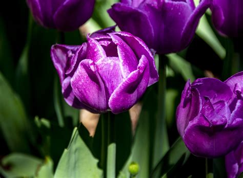 purple tulips