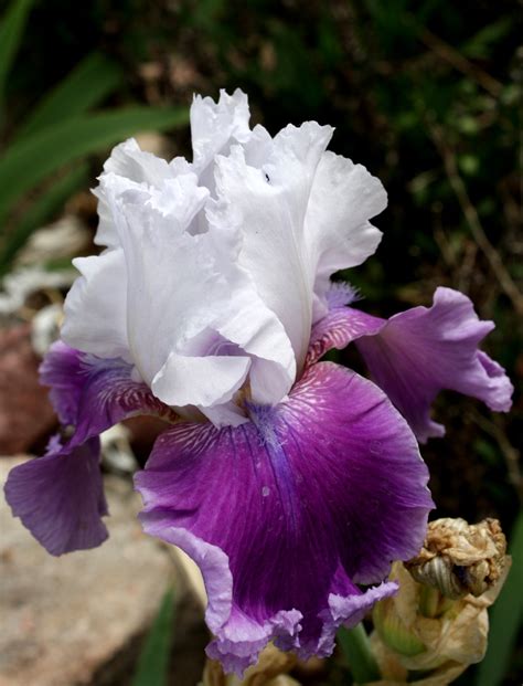 purple white iris