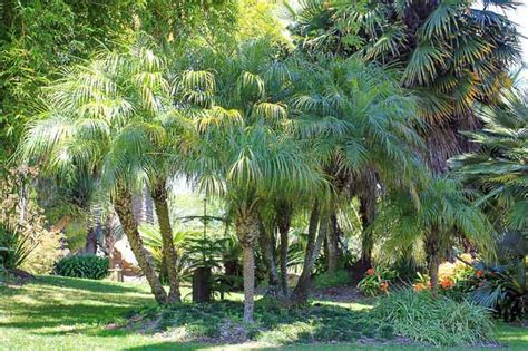pygmy date palm companion plants