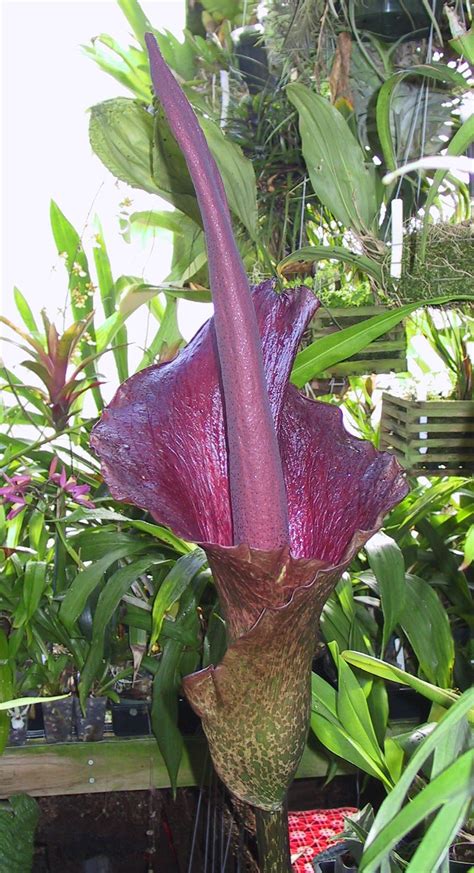 pygmy voodoo lily