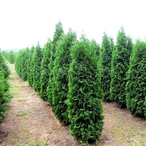 pyramidalis arborvitae
