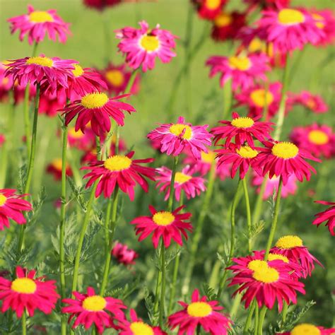 pyrethrum companion planting