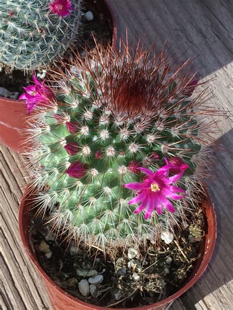 qt on cactus
