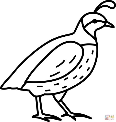 quail coloring pages