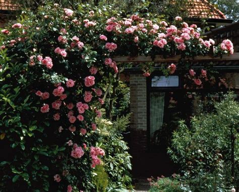Queen Elizabeth Climbing Rose: How to Grow and Care for this Beautiful
Flower