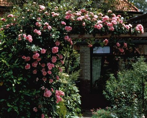 queen elizabeth climbing rose