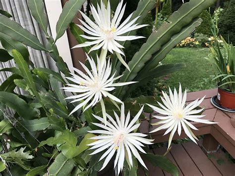 queen of the night cactus care