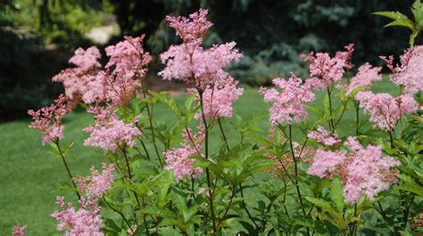 Queen of the Prairie Companion Plants: A Comprehensive Guide