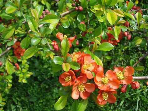 quince foliage