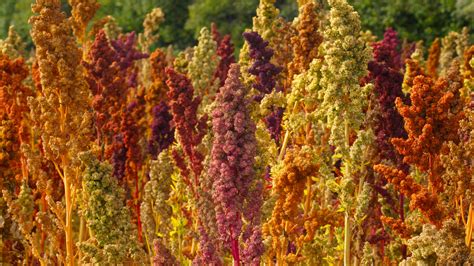 quinoa companion plants