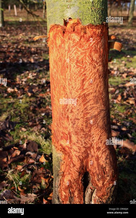 rabbit damage to trees