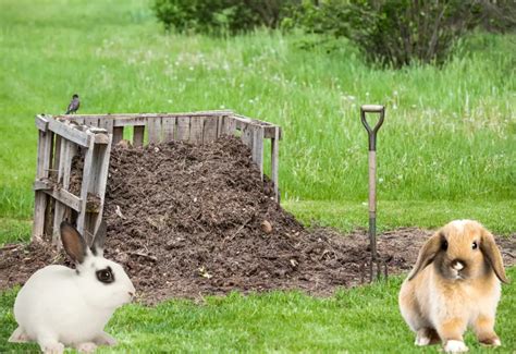 rabbit manure compost