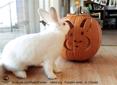 rabbit pumpkin carving